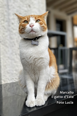 Il simpatico Gatto d'Este Marcello