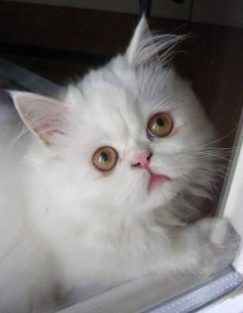 Il gatto di nome Latte per un saluto da Vicenza